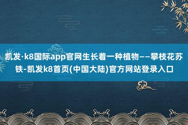 凯发·k8国际app官网生长着一种植物——攀枝花苏铁-凯发k8首页(中国大陆)官方网站登录入口
